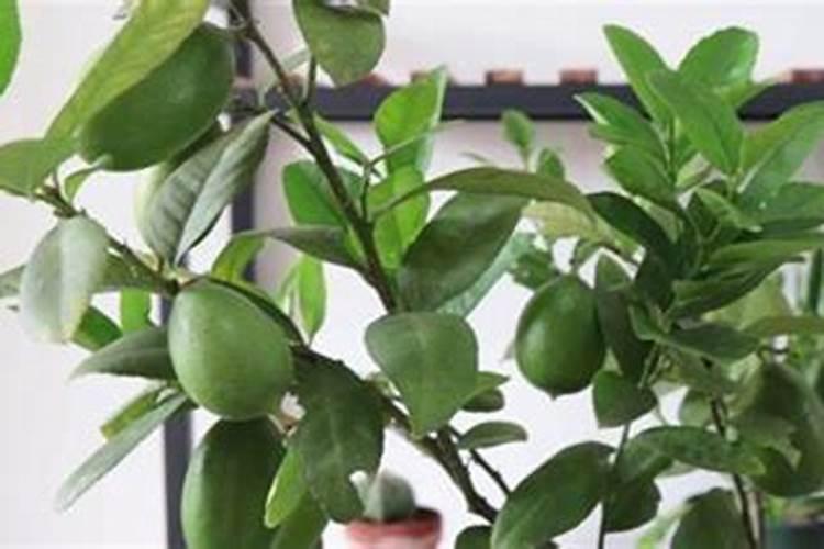 盆栽柠檬怎么施肥用什么肥料 促使多长枝叶