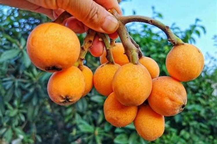 枇杷壮果用什么肥料？枇杷树壮果期的需肥特点和施肥管理建议
