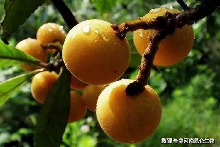樱桃花后能冲施黄腐酸钾冲施肥吗？
