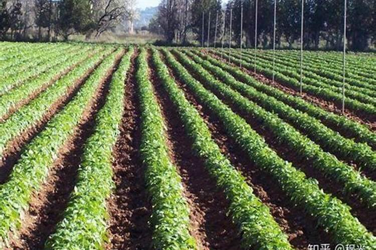 马铃薯对养分的要求