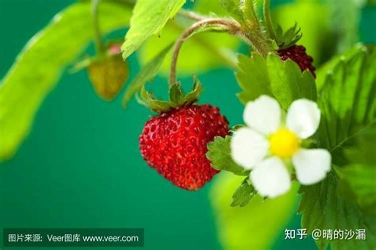 草莓各个时期的施肥方案草莓施肥时间和方法