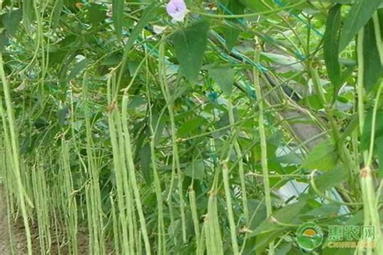 豇豆施肥的正确方法