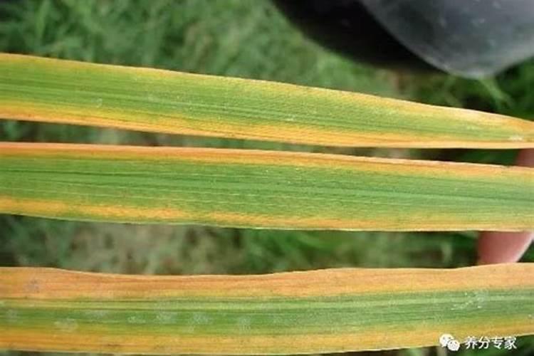 玉米底肥一次性施肥 氮磷钾 各用多少？