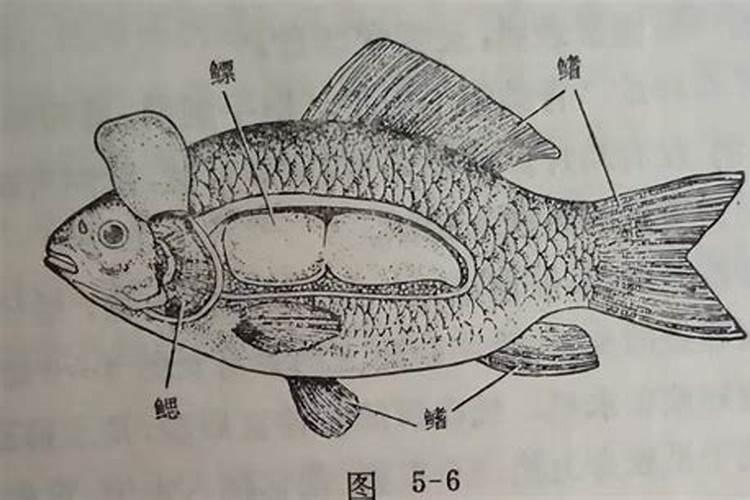 求教:鱼内脏能否做肥料？