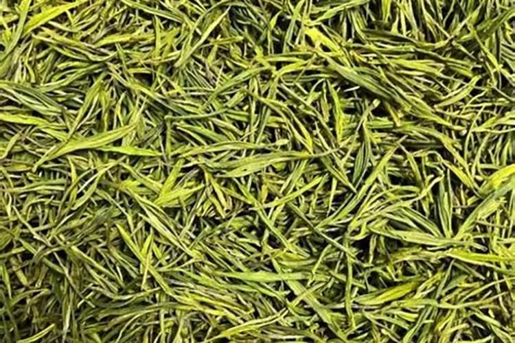 安吉白茶苗的种植栽培技术