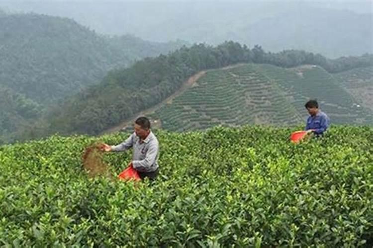 安吉白茶为什么会干枝条,茶树会不会影响,怎么办