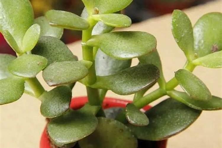 多肉植物需要什么肥料 施肥的方法是什么