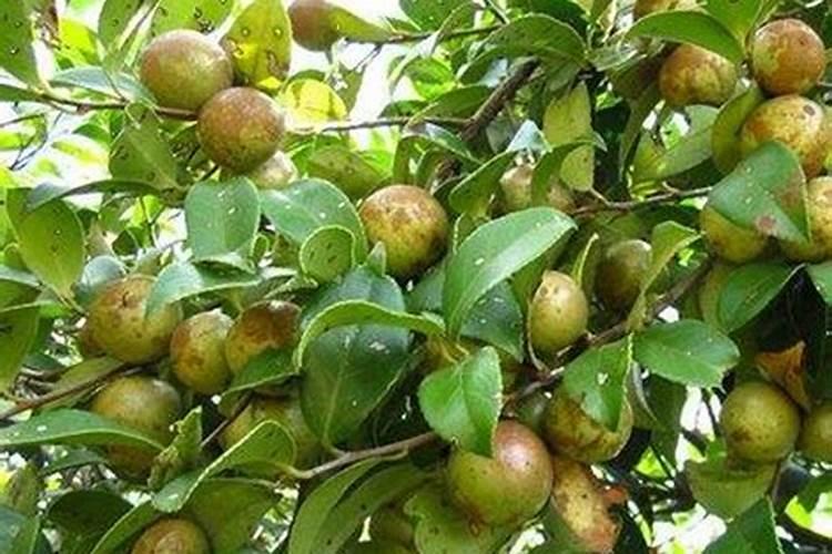 茶子树用什么肥料好？