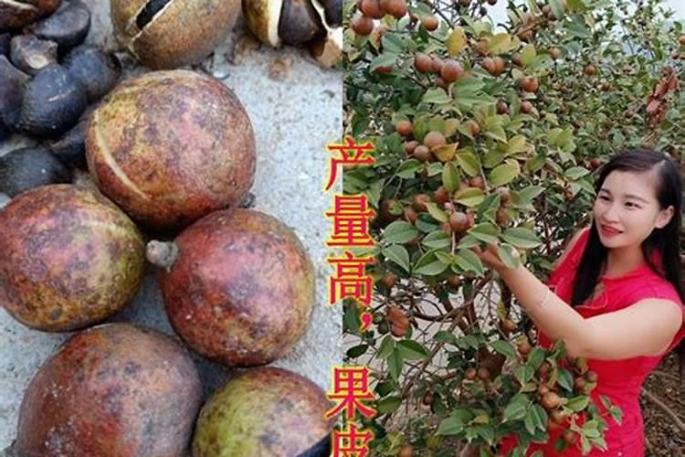 成年茶子树该怎么修剪施肥