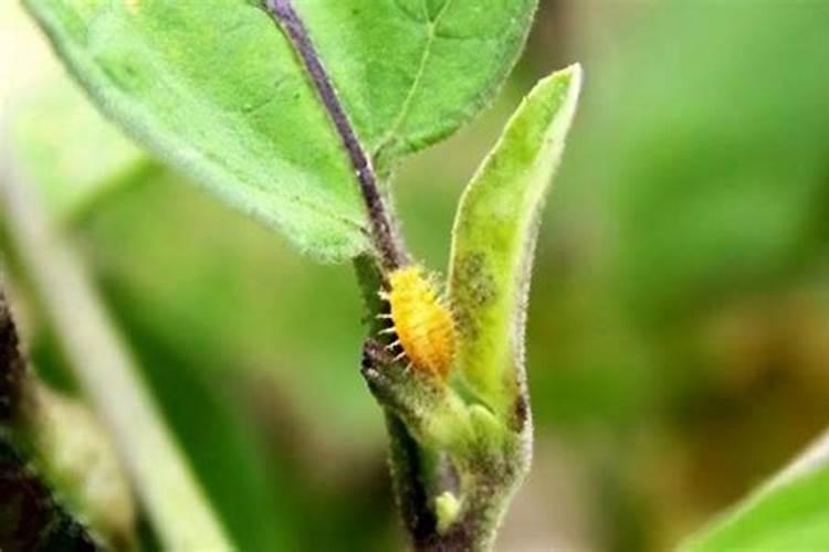 茄子种植后多长时间浇水多长时间施肥
