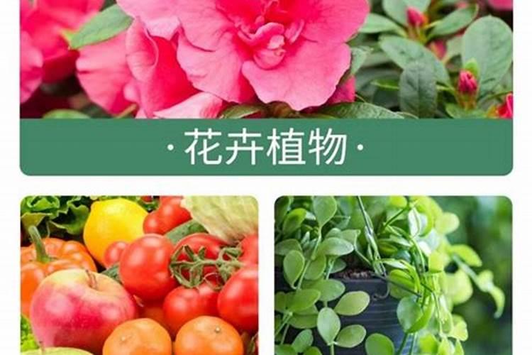 哪些食物可以补充维生素A、维生素D、钙和铁？