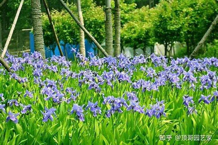 什么大植物好养耐阴 可家养的十八种木本绿植