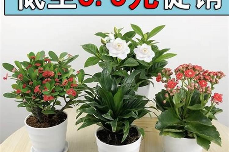 室内最好养的植物排名是怎样的？