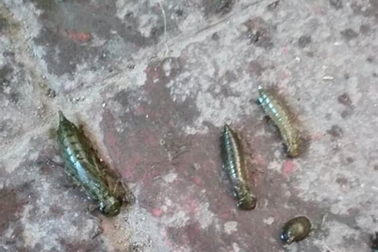 灰色的肥料是什么