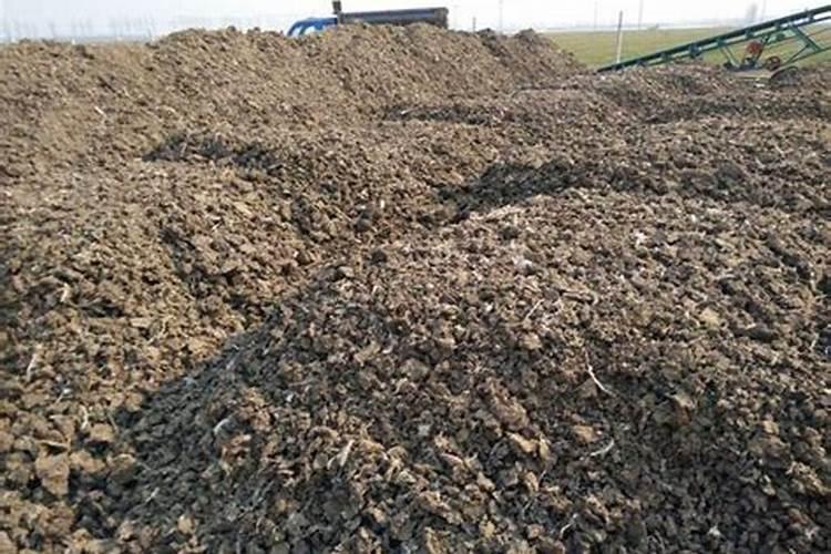 这8种动物粪便价值不菲,哪种更值得捡,区别是什么