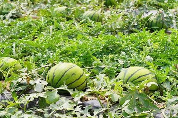 西瓜用什么肥料增甜