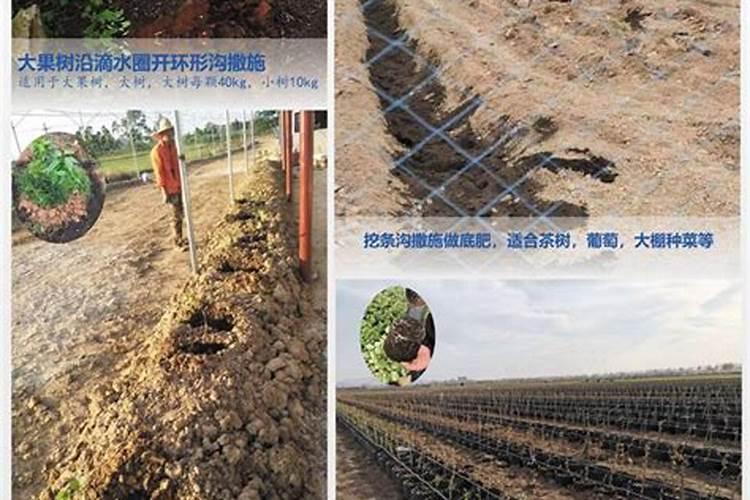 针叶林下多为酸性土壤,可适当施什么肥