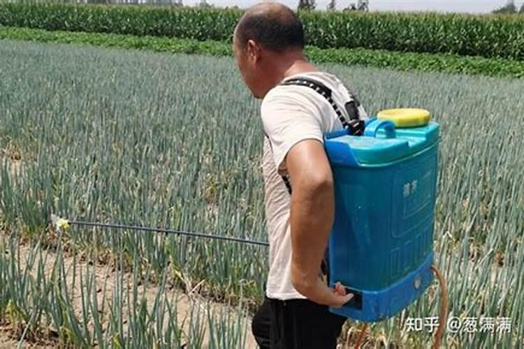 建兰用什么肥料最好