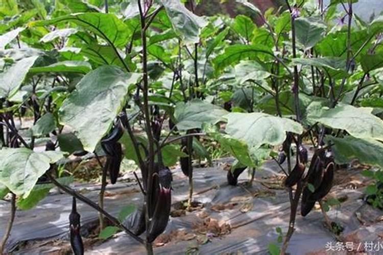 茄子种植怎么施肥才能高产