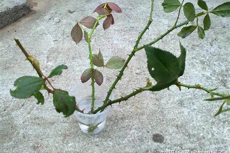 西葫芦病害银叶病