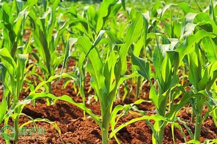 ...结果期种植管理如何做？芒果开花坐果期用什么肥料好