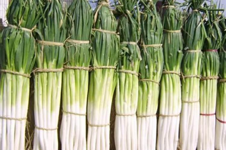 种葱用什么肥料最好