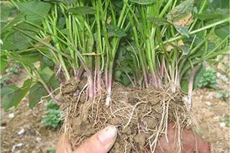 红薯和紫薯的种植方法一样吗？
