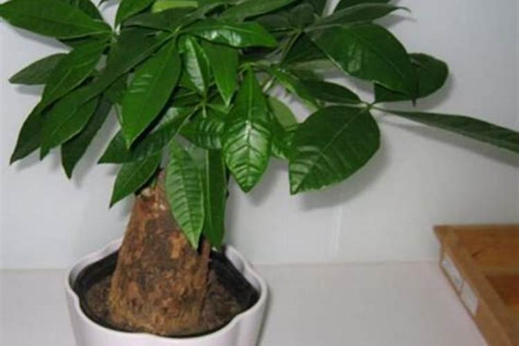 大棚茄子授粉正确方法