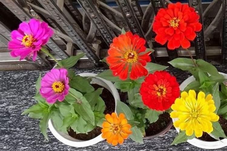 花生开花期能打叶面肥吗？