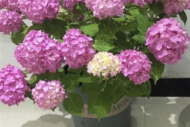 绣球花施肥时间和方法