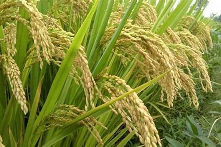 磷肥对果树的作用是什么？