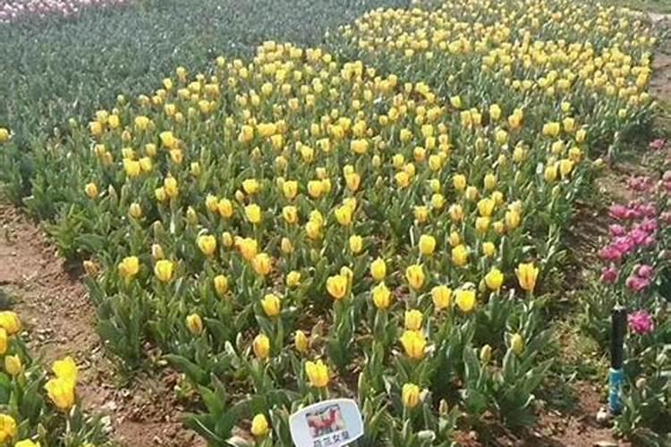 郁金香开花期间需要施肥吗