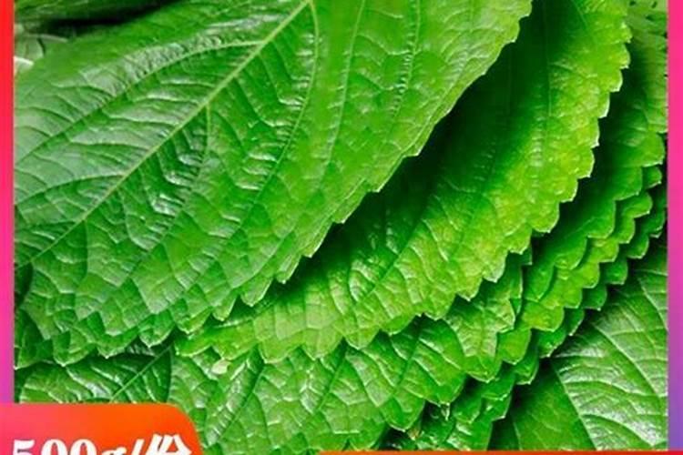 包烤肉的生菜什么品种