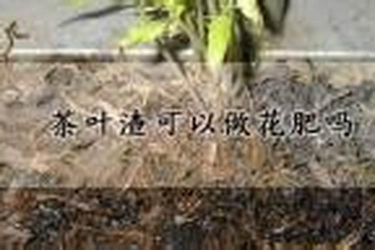茶枯能直接种花吗？