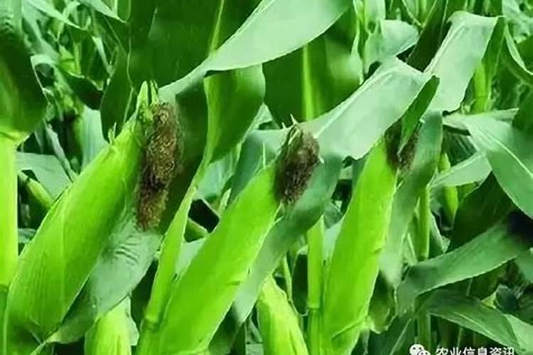 玉米用什么肥料好