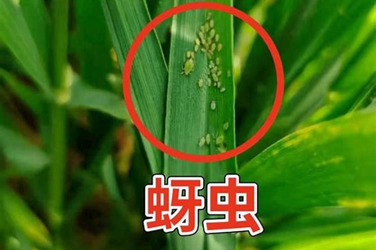小麦蚜虫再那个阶段治疗最好？