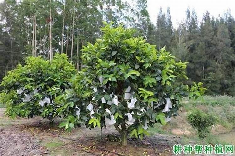 钾肥有哪些种类 钾肥的功效和使用方法