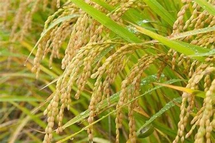 茄子灰霉病有哪些防治方法