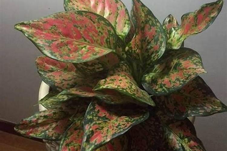 樱桃树花期叶面肥和蜂蜜水能混打吗？