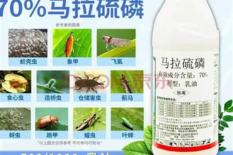 甲拌磷是什么？