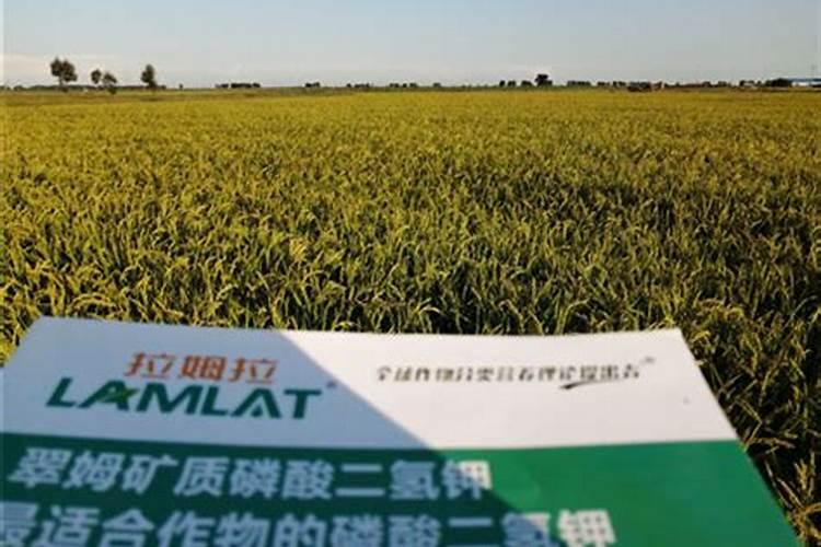 水稻叶面肥,水稻叶面肥什么时候用 叶面肥用法用量
