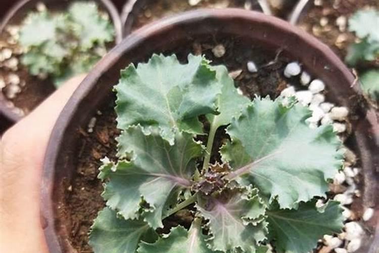 种植桃树的时候,哪些情况下需要喷洒叶面肥？