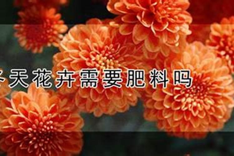 冬天花卉需要肥料吗,冬天如何施肥