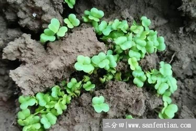 育的花菜白菜包菜苗出土后多少天可打点叶面肥？