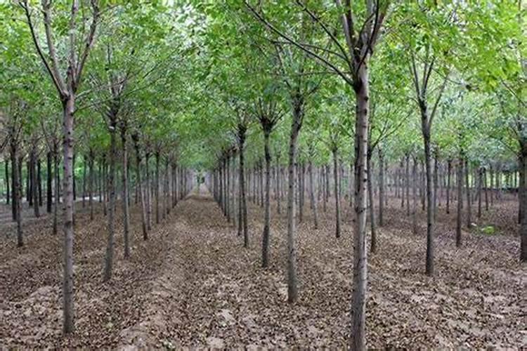 建兰什么时候分化花芽