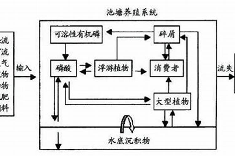 大叶金钻多久浇一次水
