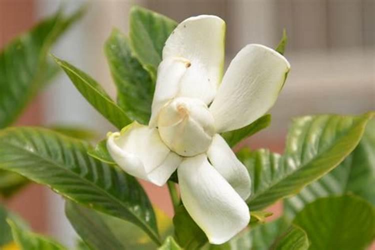 月季开花施什么肥料