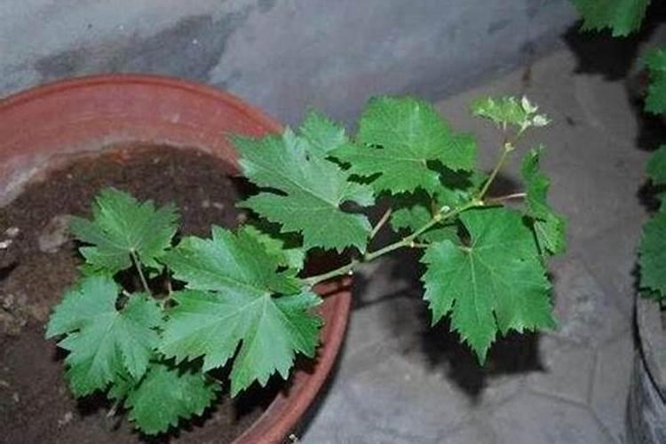 10月份补沃柑氮肥还不要克捏