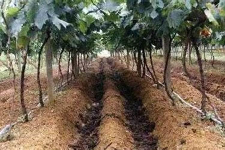 大棚种植葡萄授粉期间需要补充钾吗？