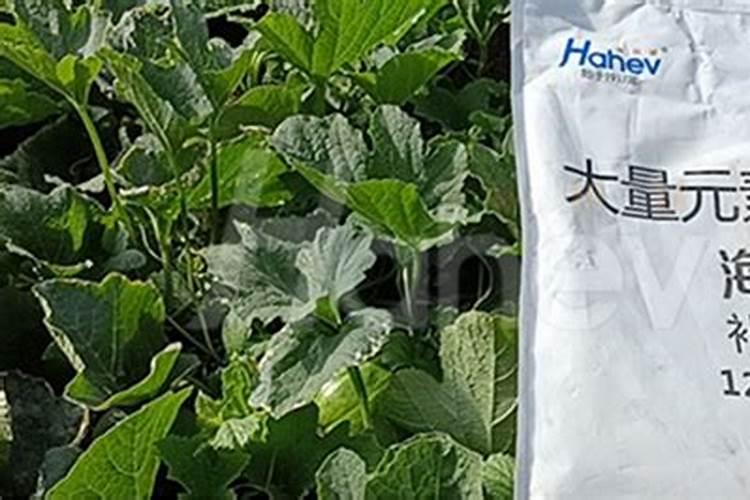西红柿转色期管理技术 西红柿养殖需要注意什么